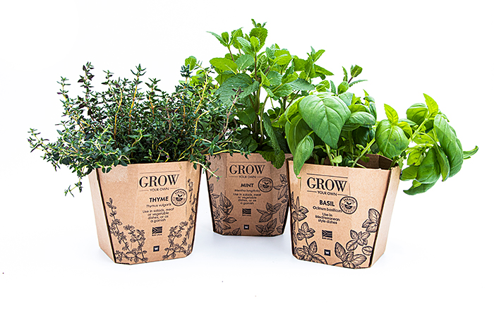 Herb pots [photo]