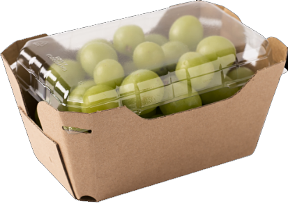 Grapes [photo]